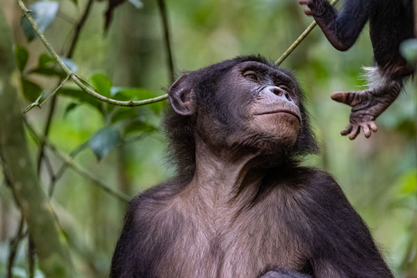 Bonobos